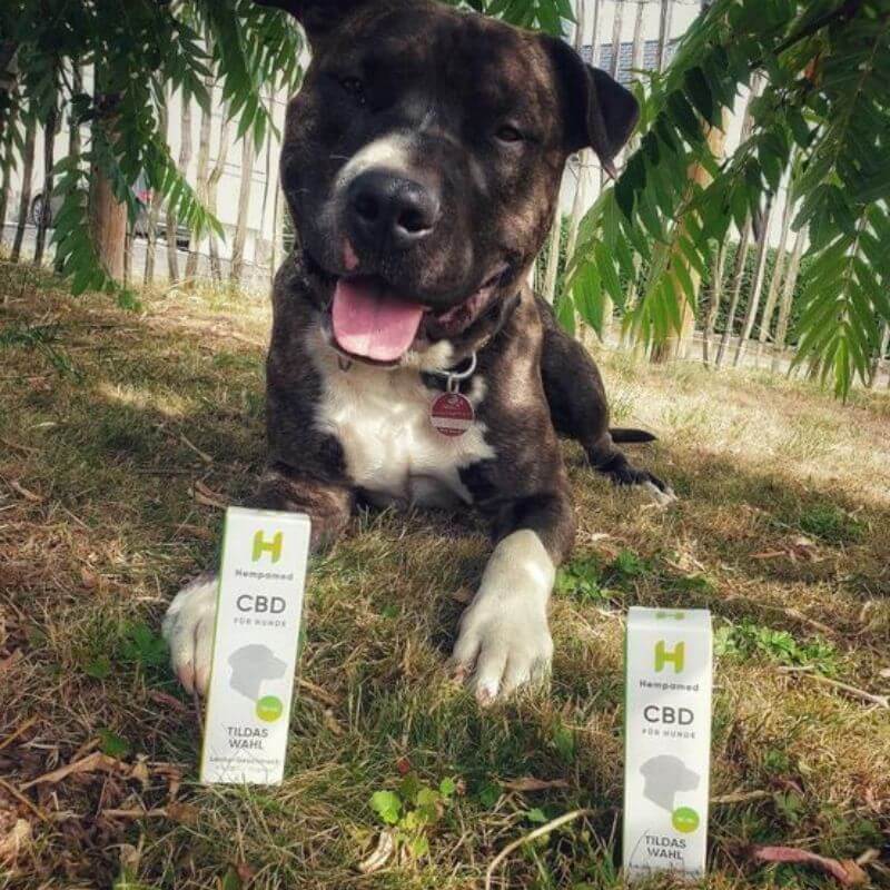 Tara und Coco mit Hempamed CBD Öl für Tiere